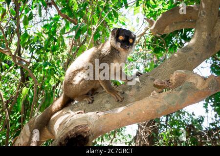 Weibliche Mungo Lemur (Eulemur mongoz) Klettern in einem Baum, Madagaskar Stockfoto