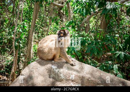 Weibliche Mungo Lemur (Eulemur mongoz) Klettern in einem Baum, Madagaskar Stockfoto