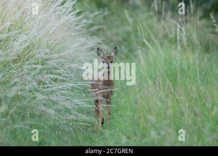 Ein Reh-Kind erkundet seine Welt, Old Bilton, Harrogate, North Yorkhire Stockfoto