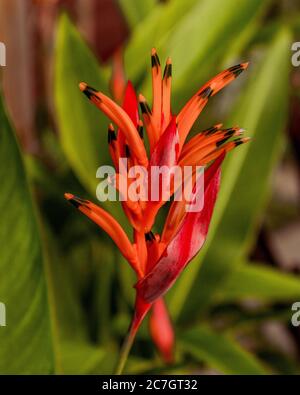 Orange, rote und schwarze Papageienblüte, heller Kontrast auf grünem Blattgrund, Heliconia psittacorum Stockfoto