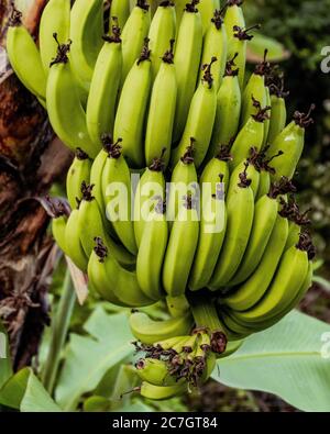 Unreifes grünes Bündel Bananen auf einem Baum Stockfoto