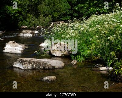 Oenanthe crocata, Hemlock Wasserpfropfwort, wächst neben dem East Lyn River, Watersmeet, Exmoor, Devon, UK Stockfoto