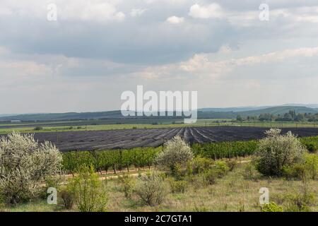 Landschaftsansicht des Obstgartens der Apfelbäume unter Abdeckung Stockfoto