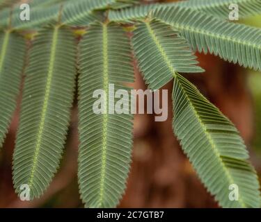 Nahaufnahme von Pudica Mimosa Blätter nach Bewegung von berührt werden. Stockfoto