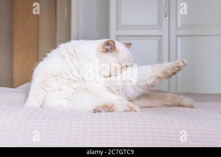 Niedliche beige Hauskatze lustig erweitert seine Pfote für das Waschen sich Stockfoto