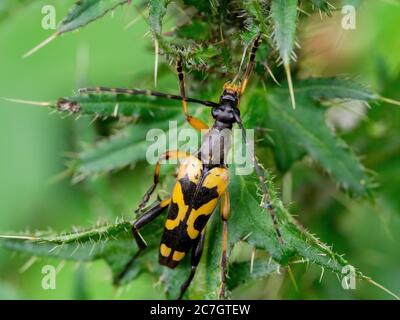 Ruttela maculata, Cerambycidae, schwarzer und gelber Langhornkäfer auf einer Distel, Cornwall, UK Stockfoto