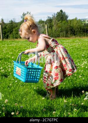 Kleinkind pflücken Kleeblatt Blumen und setzen sie in ihren Korb, Großbritannien Stockfoto