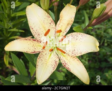 Wunderschöner lilium Stern Stockfoto