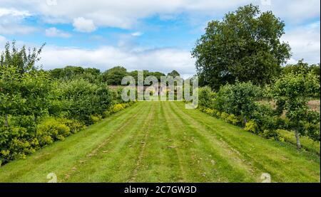 Breite Grasallee im formellen Garten des 18. Jahrhunderts, Amisfield Walled Garden, East Lothian, Schottland, Großbritannien Stockfoto