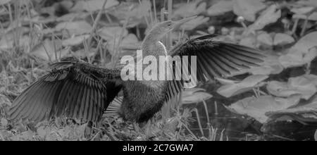 Graustufen selektive Fokusaufnahme eines exotischen Vogels mit offenem Flügel Stockfoto