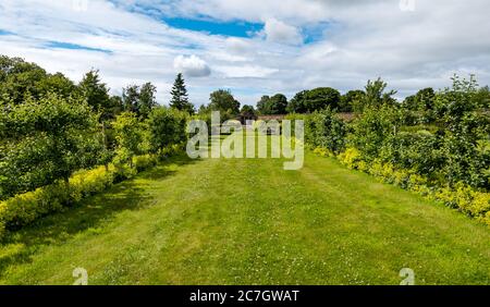 Breite Grasallee im formellen Garten des 18. Jahrhunderts, Amisfield Walled Garden, East Lothian, Schottland, Großbritannien Stockfoto