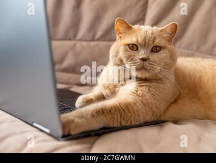 Rote Katze liegt auf dem Sofa mit Laptop Stockfoto