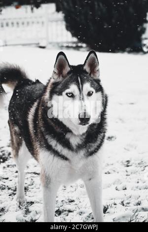 Husky in einem Garten umgeben von Bäumen und Ästen bedeckt Im Winter im Schnee Stockfoto
