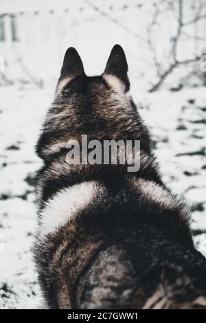 Husky in einem Garten umgeben von Bäumen und Ästen bedeckt Im Winter im Schnee Stockfoto