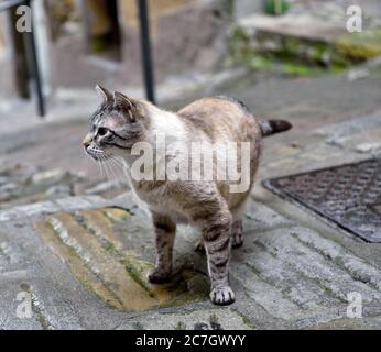 Kostenlose Katze in Perinaldo Imperia Italien Stockfoto