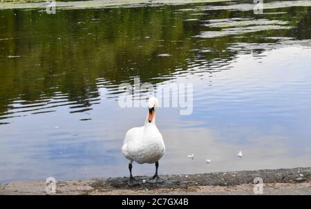 Neugieriger, schneebedeckter, weißer Schwan, der am Rande eines Teiches steht. Stockfoto