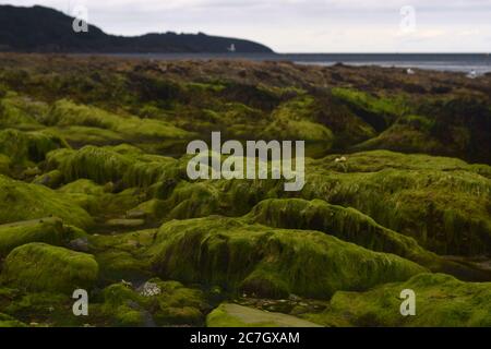 Felsen und Felsenpools, die bei Ebbe am Gyllyngvase Strand freigelegt werden Stockfoto