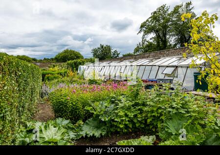 Blumenbeet und Gewächshaus Amisfield Walled Garden, Haddington, East Lothian, Schottland, Großbritannien Stockfoto