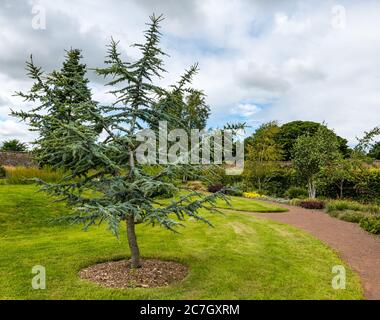 Lärche immergrüner Baum, Amisfield Walled Garden, Haddington, East Lothian, Schottland, Großbritannien Stockfoto