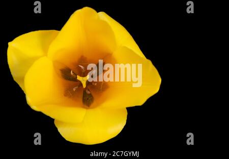 Closeup innerhalb Tulpenblüte mit leuchtend gelben Blütenblättern, Farbband, Stempel und oberen Anther von Staubgefäßen. Schwarzer Hintergrund Stockfoto