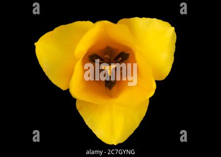 Closeup innerhalb Tulpenblüte mit leuchtend gelben Blütenblättern, Farbband, Stempel und oberen Anther von Staubgefäßen. Schwarzer Hintergrund Stockfoto