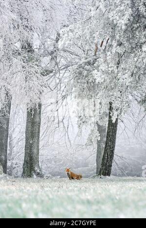 Red Fox - Vulpes vulpes, schöne Fleischfresser im Winter aus europäischen Wäldern, Tschechische Republik. Stockfoto