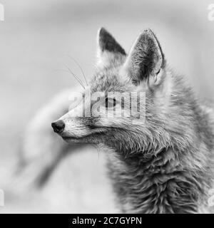 Red Fox - Vulpes vulpes, schöne Fleischfresser im Winter aus europäischen Wäldern, Tschechische Republik. Stockfoto