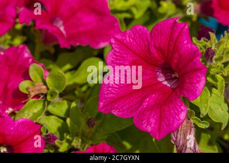 Leuchtend rosa Petunia 'Surfinia' Blume blüht mit Nahaufnahme von Samtblättern. Bunte Cerise blüht im Sommergarten Stockfoto