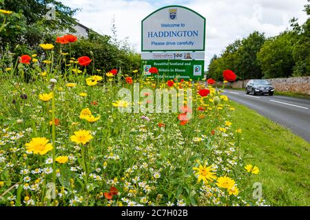 Wildblumen am Straßenrand am Ortsschild, mit Haddington-Willkommensschild, East Lothian, Schottland, Vereinigtes Königreich Stockfoto