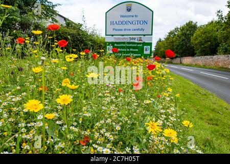 Wildblumen am Straßenrand am Ortsschild, mit Haddington-Willkommensschild, East Lothian, Schottland, Vereinigtes Königreich Stockfoto