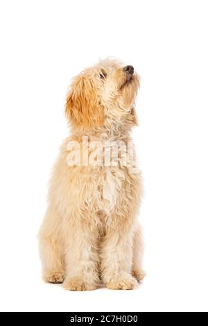 Medium Golden Doodle vor weißem Hintergrund Stockfoto