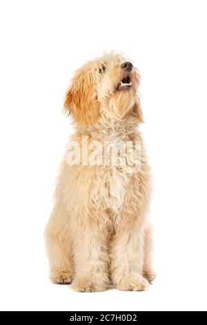 Medium Golden Doodle vor weißem Hintergrund Stockfoto