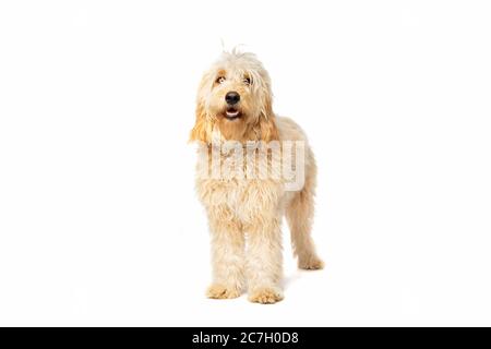 Medium Golden Doodle vor weißem Hintergrund Stockfoto
