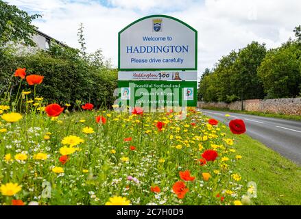 Wildblumen am Straßenrand am Ortsschild, mit Haddington-Willkommensschild, East Lothian, Schottland, Vereinigtes Königreich Stockfoto