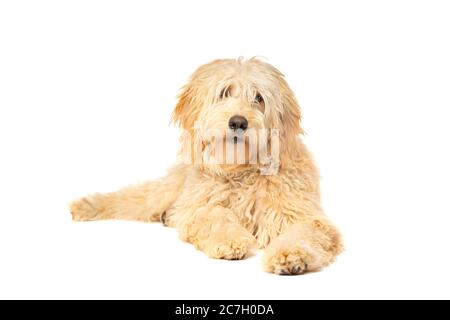 Medium Golden Doodle vor weißem Hintergrund Stockfoto