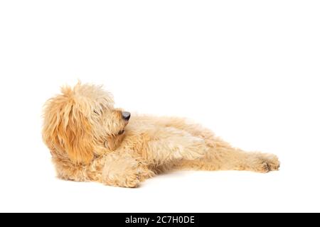Medium Golden Doodle vor weißem Hintergrund Stockfoto