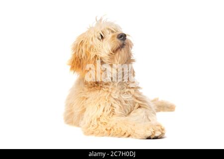 Medium Golden Doodle vor weißem Hintergrund Stockfoto
