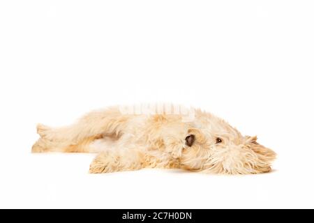 Medium Golden Doodle vor weißem Hintergrund Stockfoto
