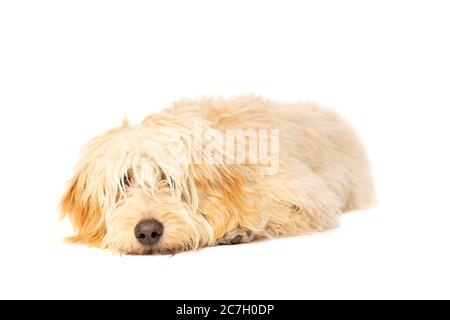 Medium Golden Doodle vor weißem Hintergrund Stockfoto