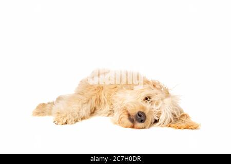 Medium Golden Doodle vor weißem Hintergrund Stockfoto
