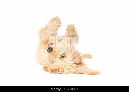 Medium Golden Doodle vor weißem Hintergrund Stockfoto