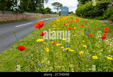 Bunte Wildblumen am Straßenrand mit Mohn, Haddington, East Lothian, Schottland, Großbritannien Stockfoto