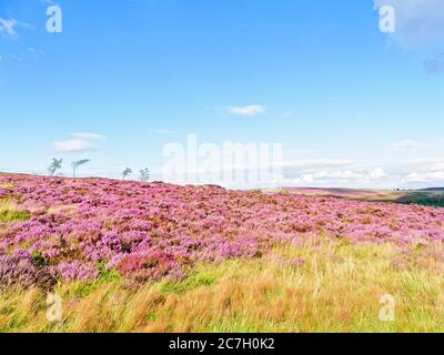 Sommertag auf dem Hathersage Moor, Derbyshire: Wolken, die Schatten über die Landschaft werfen, erhöhen die Intensität der Farben der Heidekraut. Stockfoto