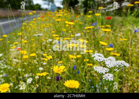 Bunte Wildblumen am Straßenrand mit Schafgarbe (Achillea millefolium), Haddington, East Lothian, Schottland, UK Stockfoto