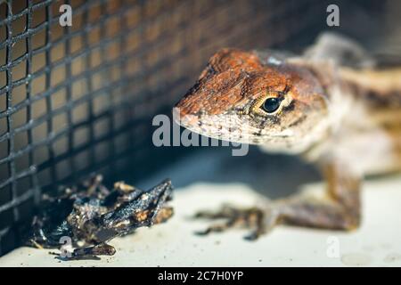 Sarasota, USA, 17.Juli 2020 - EIN Gecko (Wandeidechse) neben einem toten Insekt in einem Haus in Sarasota, Florida. Kredit: Enrique Shore/Alamy Stock Foto Stockfoto