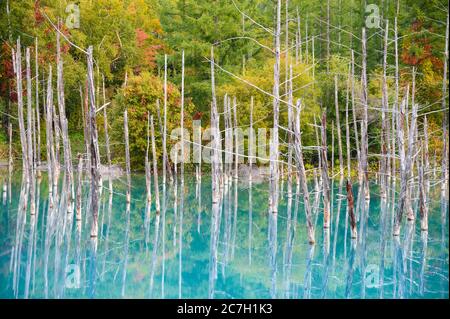 Schöne Aussicht auf Shirogane blauen Teich in Biei Stadt, Hokkaido, Japan Stockfoto