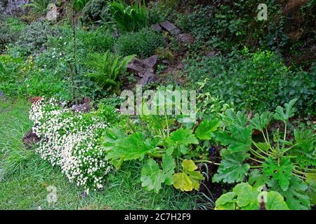 Zucchini-Zucchini-Pflanzen wachsen neben weißen, fieberigen Kräuterwildblumen Im Blumengarten im Sommer Carmarthenshire Wales UK KATHY DEWITT Stockfoto