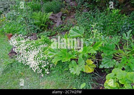 Zucchini Zucchini Pflanzen wachsen neben weißen fieberigen Kraut in Blume in einem Garten im Garten im Sommer Carmarthenshire Wales UK KATHY DEWITT Stockfoto