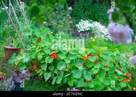 Nasturtien, Rosen, weiße fieberfew und Pflanzen in Töpfen in Blüte wächst in einem Garten Gartenblumen im Sommer Carmarthenshire Wales UK KATHY DEWITT Stockfoto
