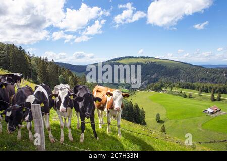 Jura-Gebirge, schweizer Landschaft, grünes Land mit Kühen auf der Weide. Sommertag. Stockfoto